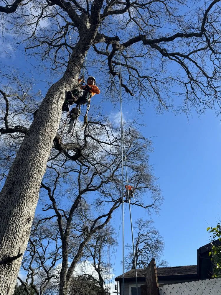 Custom lawn mowing service in Volcano, CA - A Cut Above