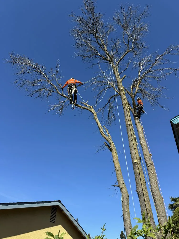 Affordable residential landscaping experts serving Volcano, CA - A Cut Above