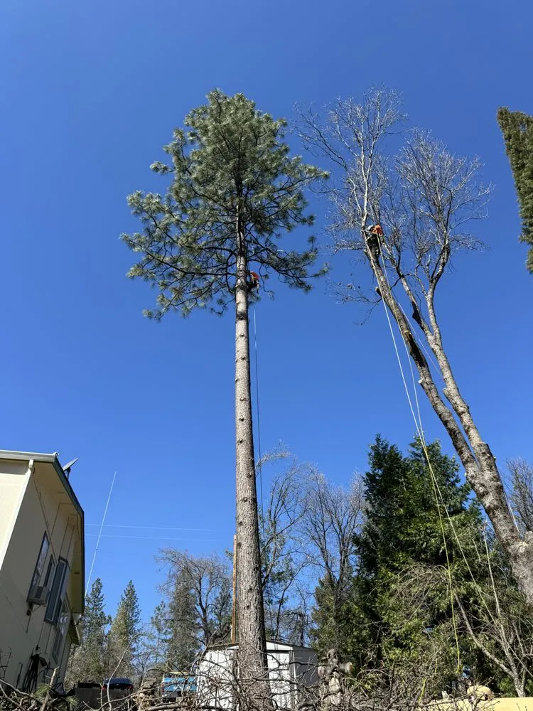 Affordable residential landscaping for homes in Volcano, CA by A Cut Above