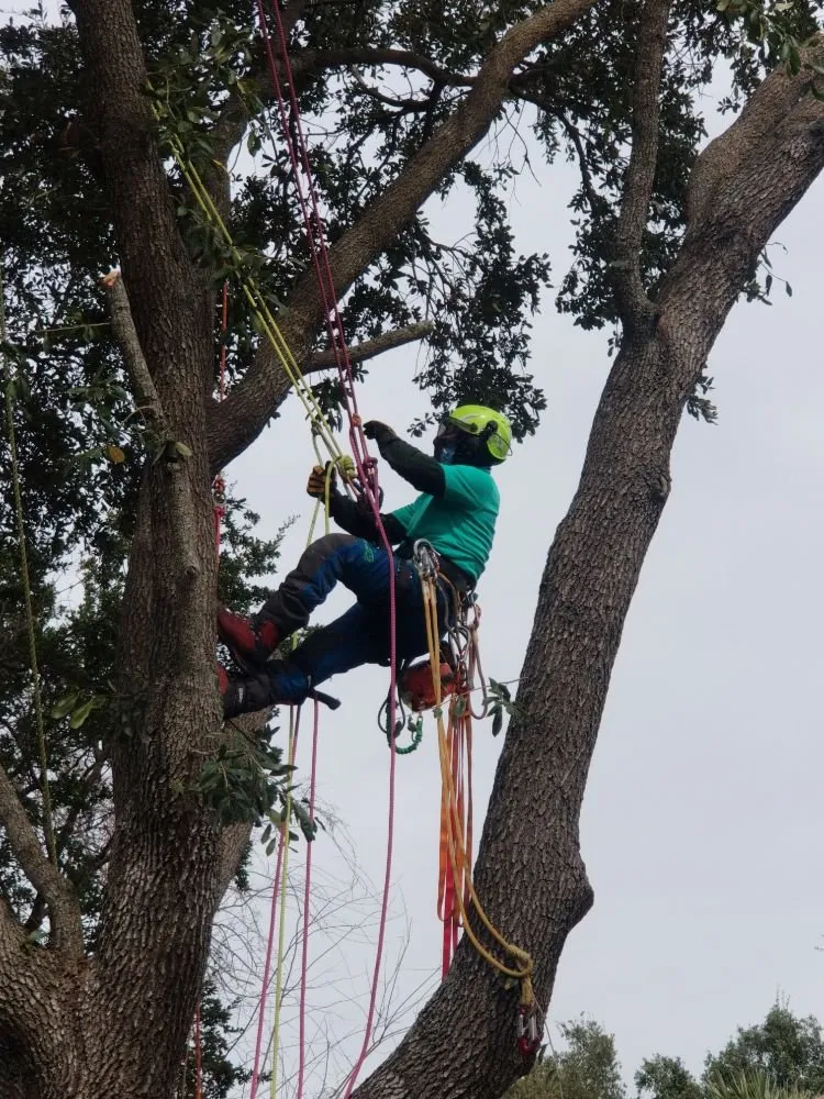 Reliable lawn mowing service experts serving San Antonio, TX - A Cutt Above the Rest
