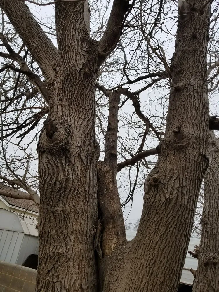 Reliable yard cleanup service in Abilene, TX - A Cutt Above Tree Service