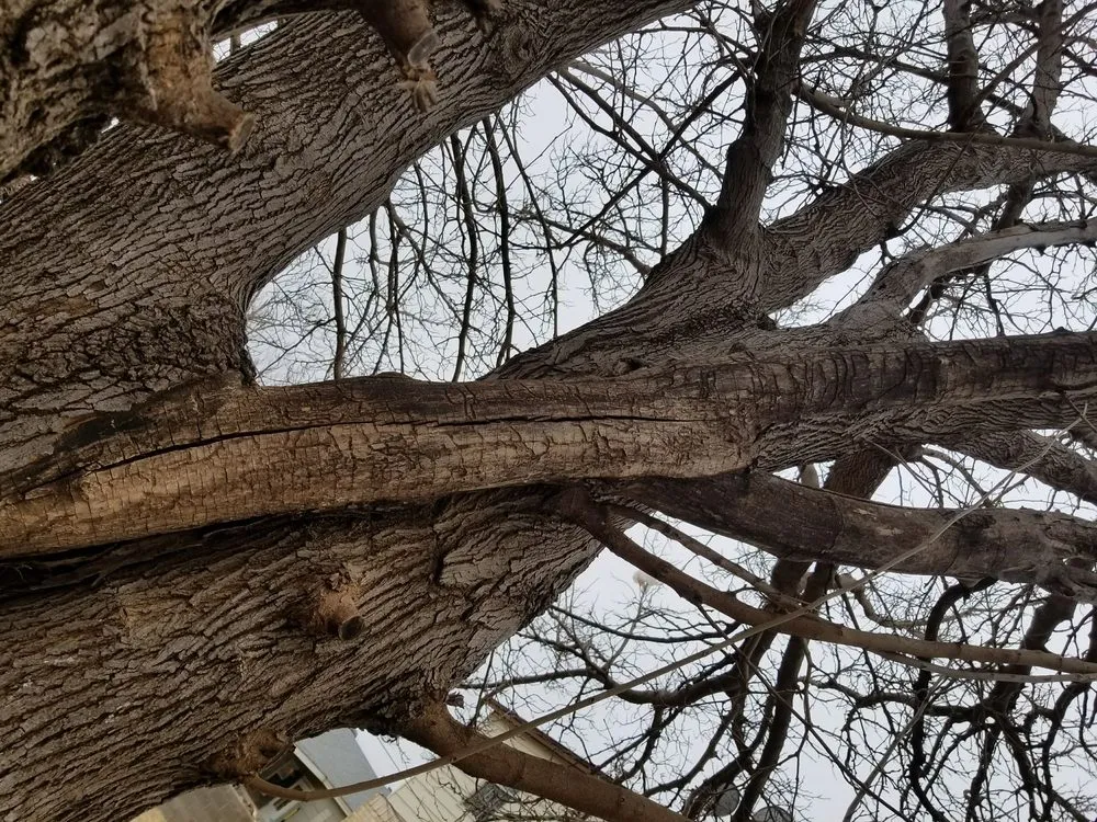 Professional landscape design in Abilene, TX - A Cutt Above Tree Service