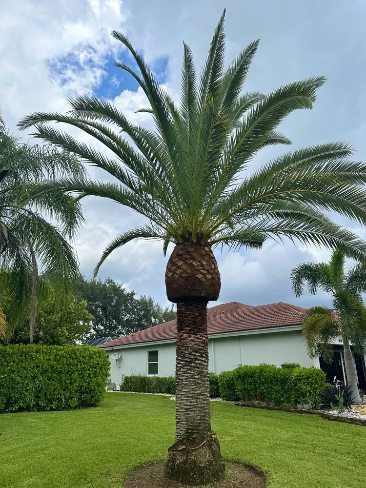 Expert yard cleanup service in Wellington, FL by A Cutting Hedge