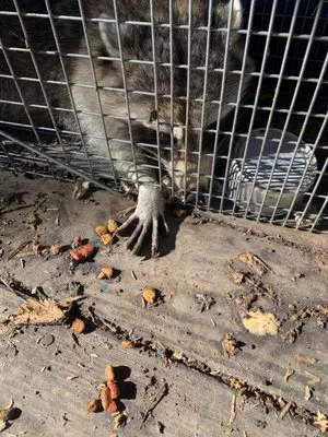 A Dream Come True Logo