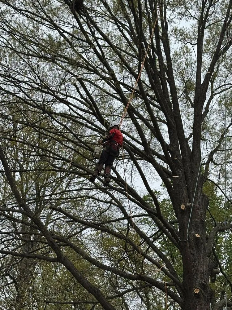 Expert yard cleanup service for beautiful yards in Darnestown, MD by A Duarte Landscaping