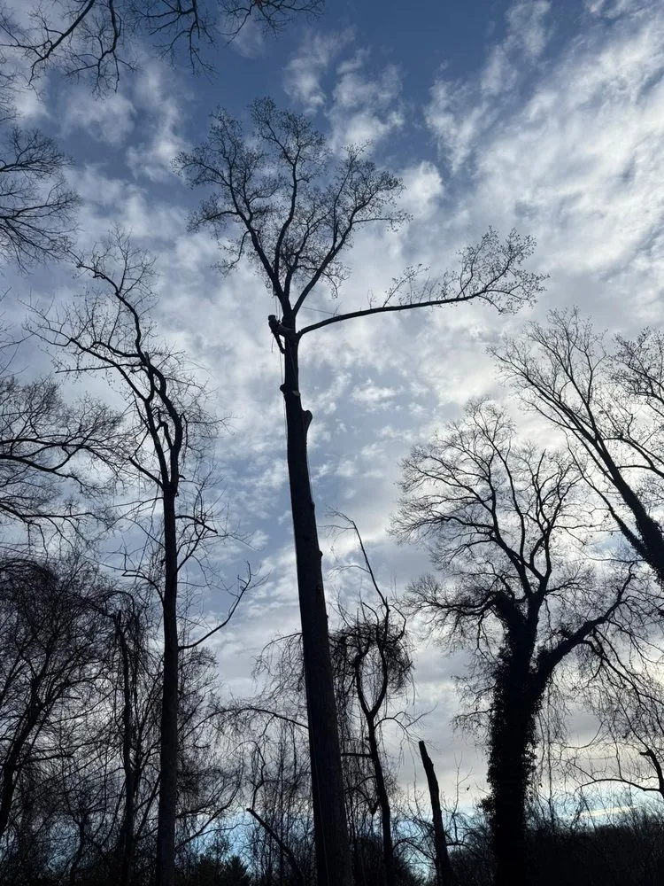 Professional yard cleanup service experts serving Darnestown, MD - A Duarte Landscaping