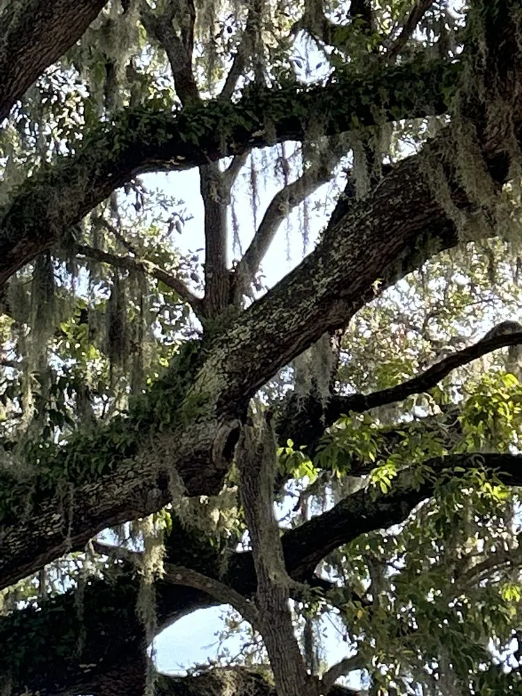 Reliable outdoor landscaping experts serving New Smyrna Beach, FL - A Family Tree & Landscaping