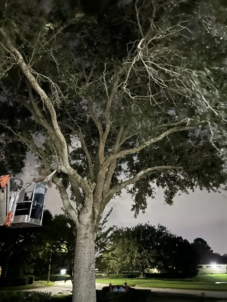 Affordable lawn care service in New Smyrna Beach, FL by A Family Tree & Landscaping