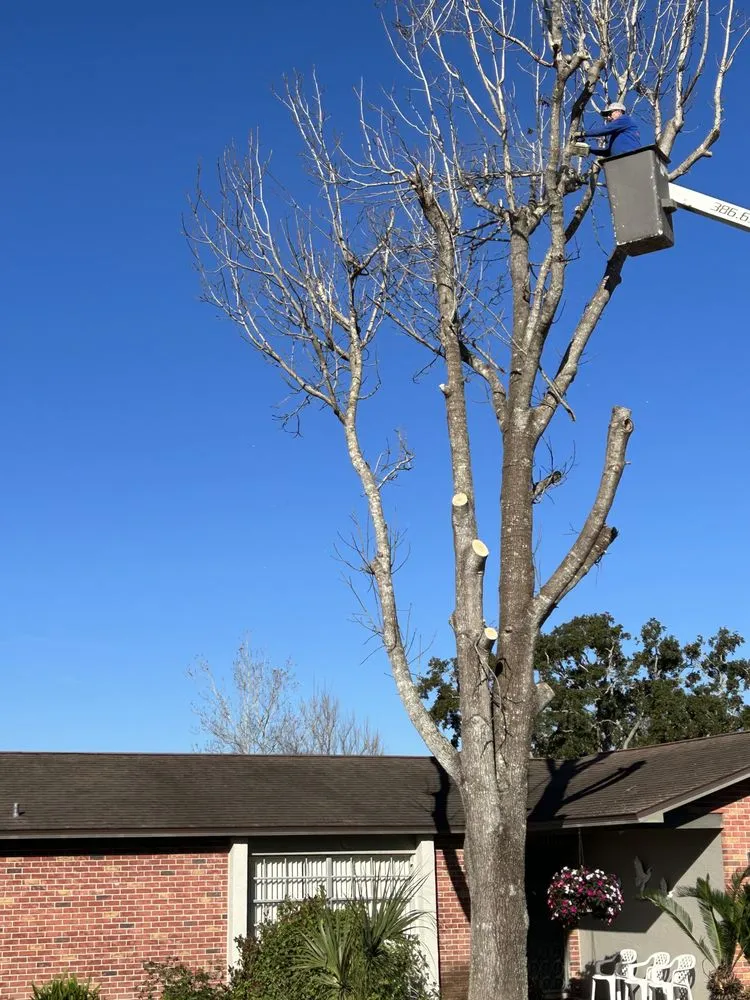 Reliable lawn care service in New Smyrna Beach, FL by A Family Tree & Landscaping