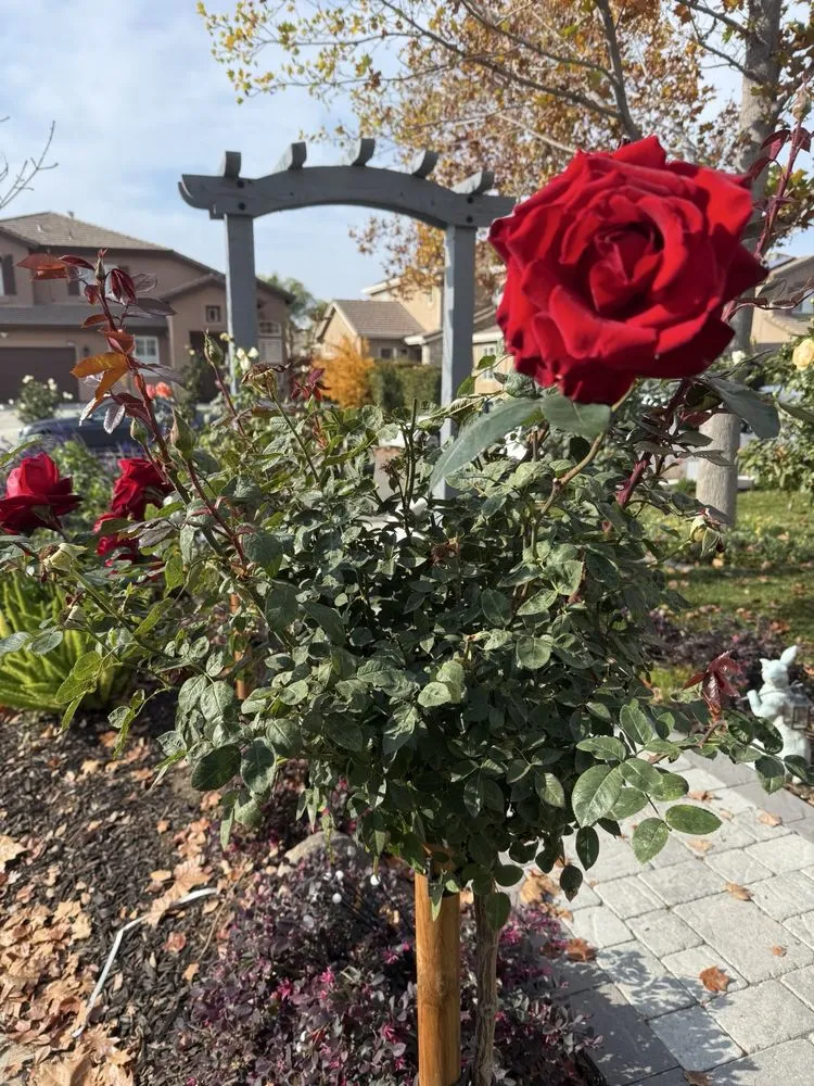 Expert outdoor landscaping for residential properties in Tracy, CA by A Flores Rosas