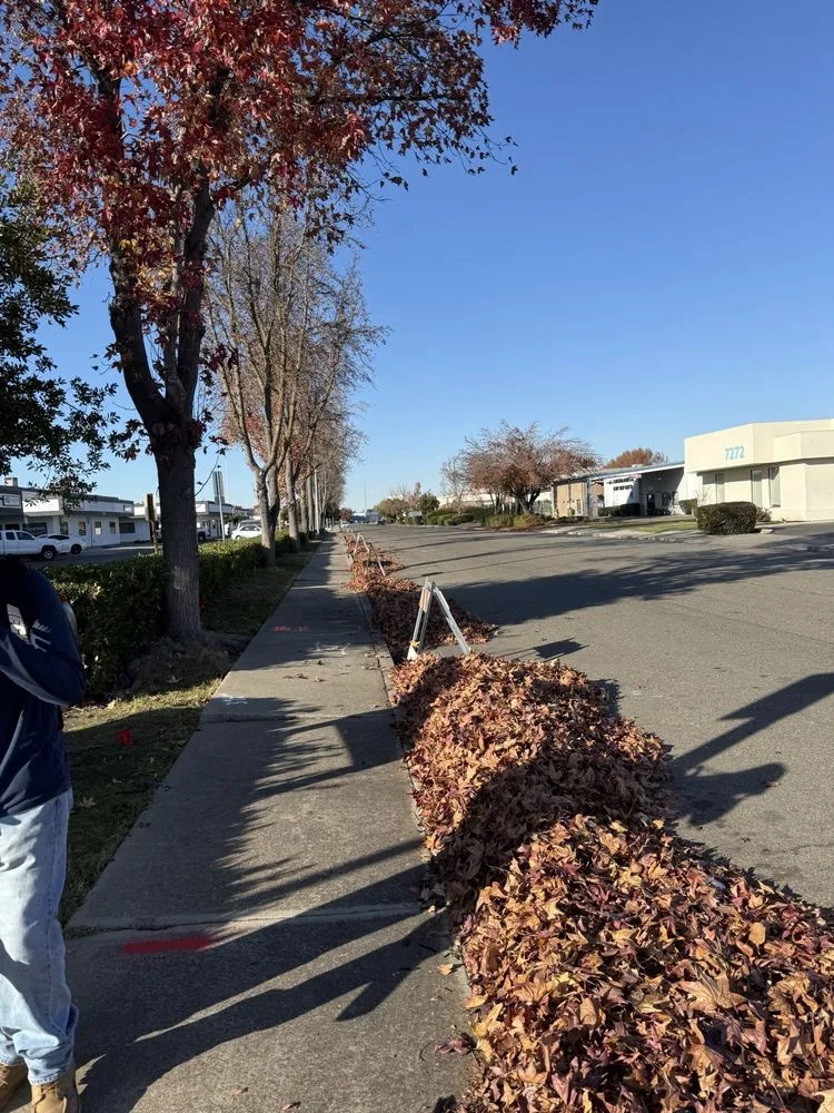 Professional lawn care service experts serving Tracy, CA - A Flores Rosas