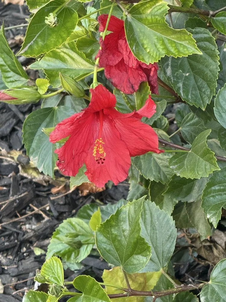 Professional landscape installation experts serving Tracy, CA - A Flores Rosas