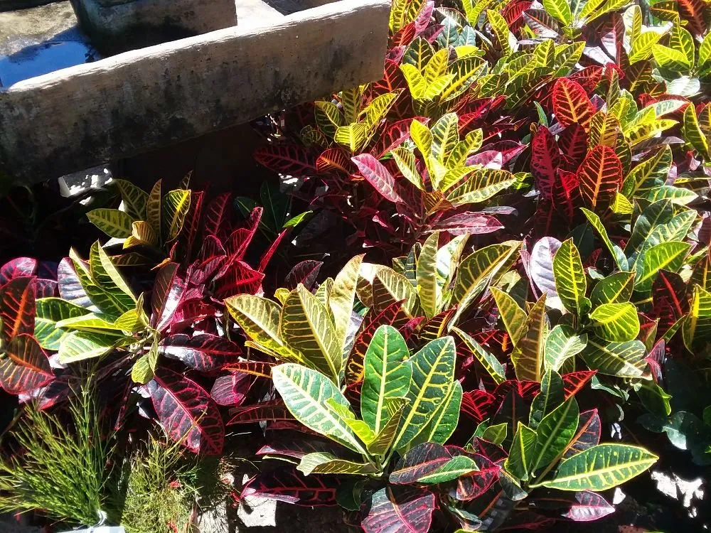 Expert yard cleanup service near you in Metairie, LA by A Fox in the Garden