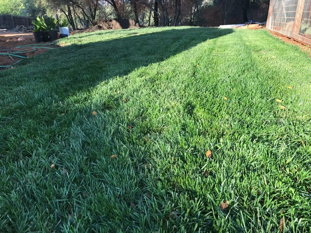 Affordable outdoor landscaping experts serving Lodi, CA - A-G Sod Farms