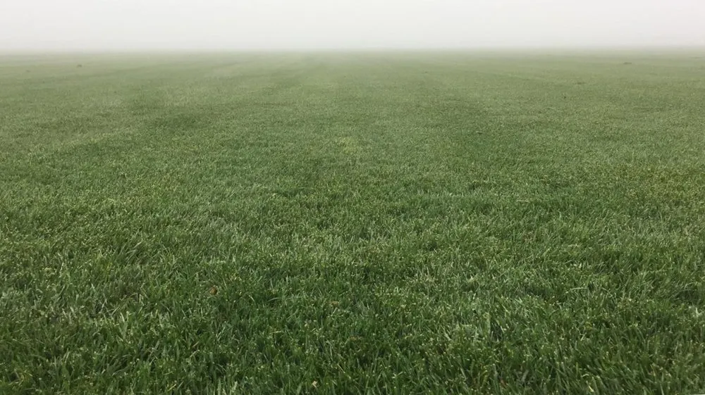 Affordable landscape design for outdoor upgrades across Lodi, CA - A-G Sod Farms