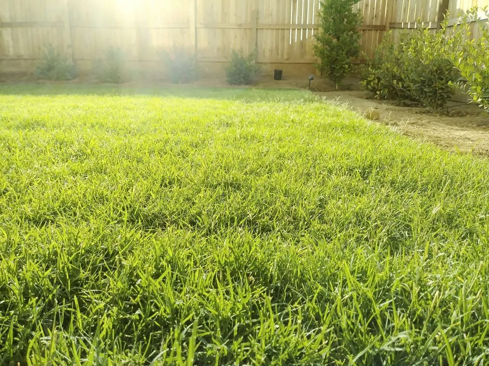 Expert lawn care service in Selma, CA by A-G Sod Farms