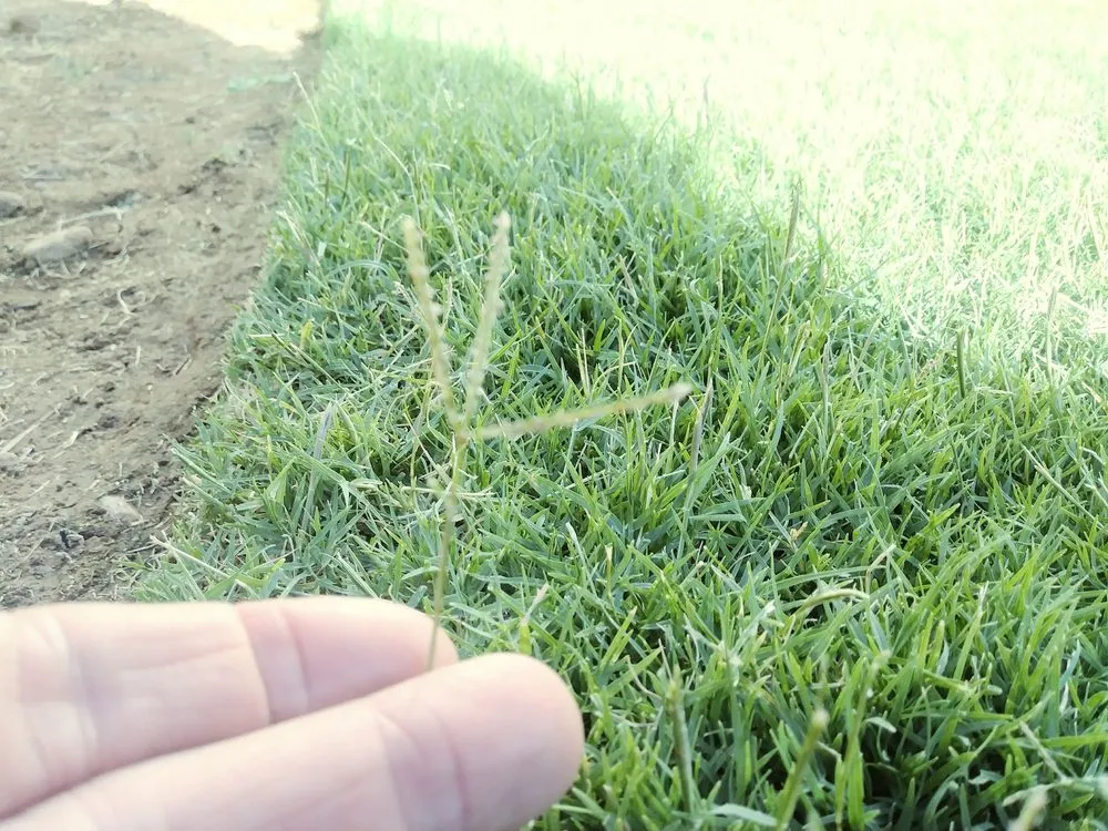 Professional lawn mowing service in Selma, CA by A-G Sod Farms