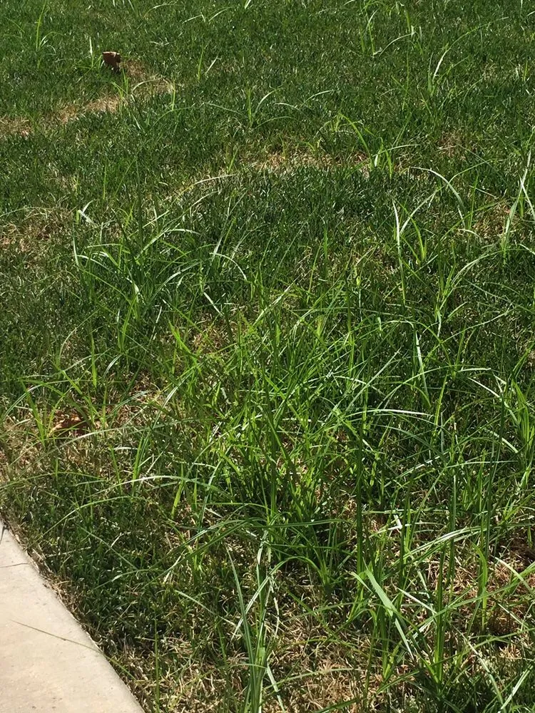 Reliable yard maintenance experts serving Selma, CA - A-G Sod Farms