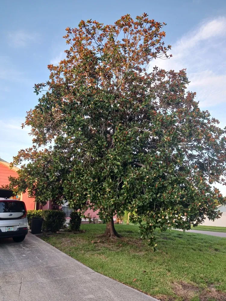 Affordable landscaping services for homes in Sarasota, FL by A Game Land Services