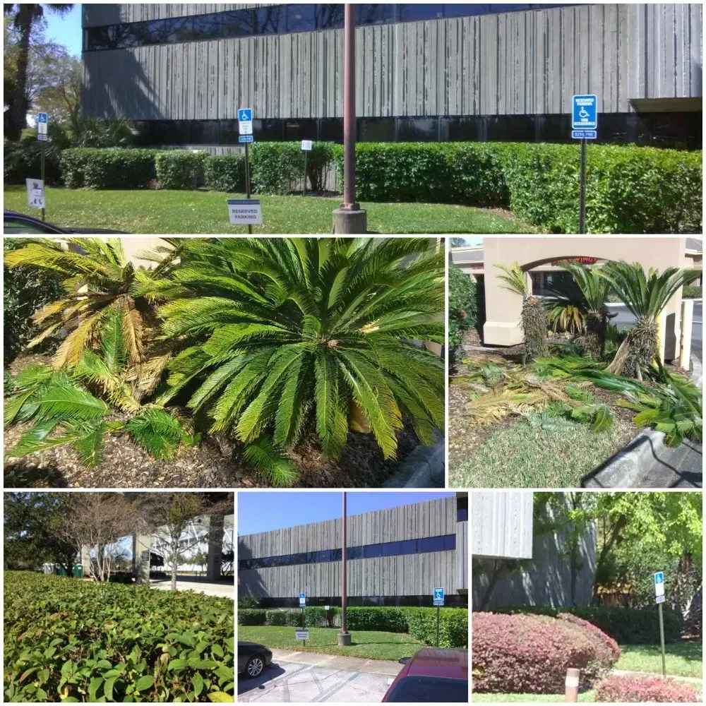 Professional outdoor landscaping for year-round maintenance in Jacksonville, FL by A Gift From God Corporation