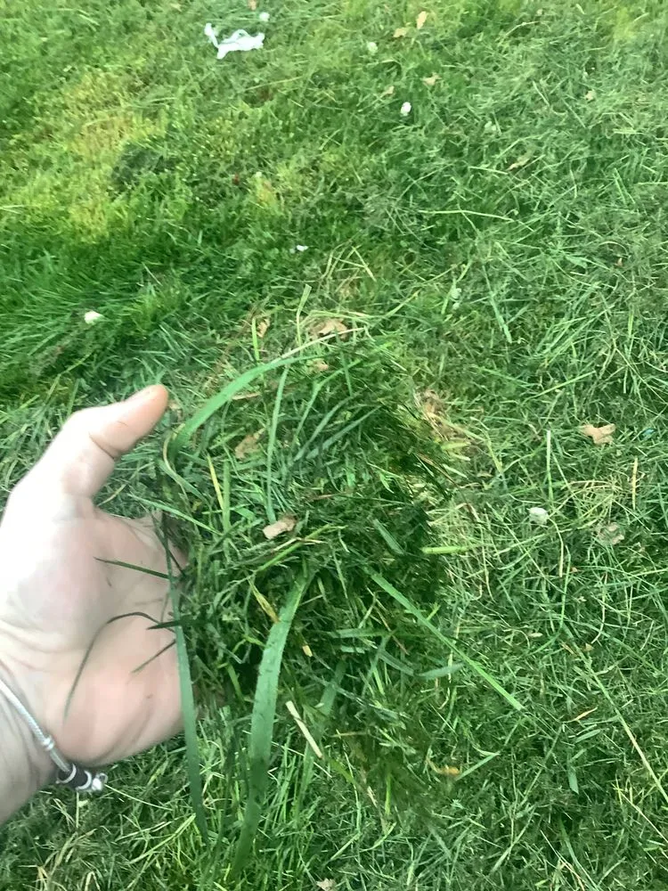 Reliable lawn mowing service experts serving Burlington, NJ - A Girl N Her Truck