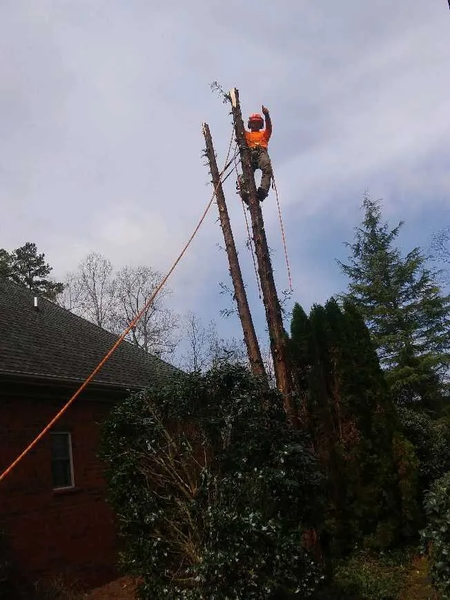 Professional yard cleanup service experts serving Hamptonville, NC - A Gonzalez Tree Services