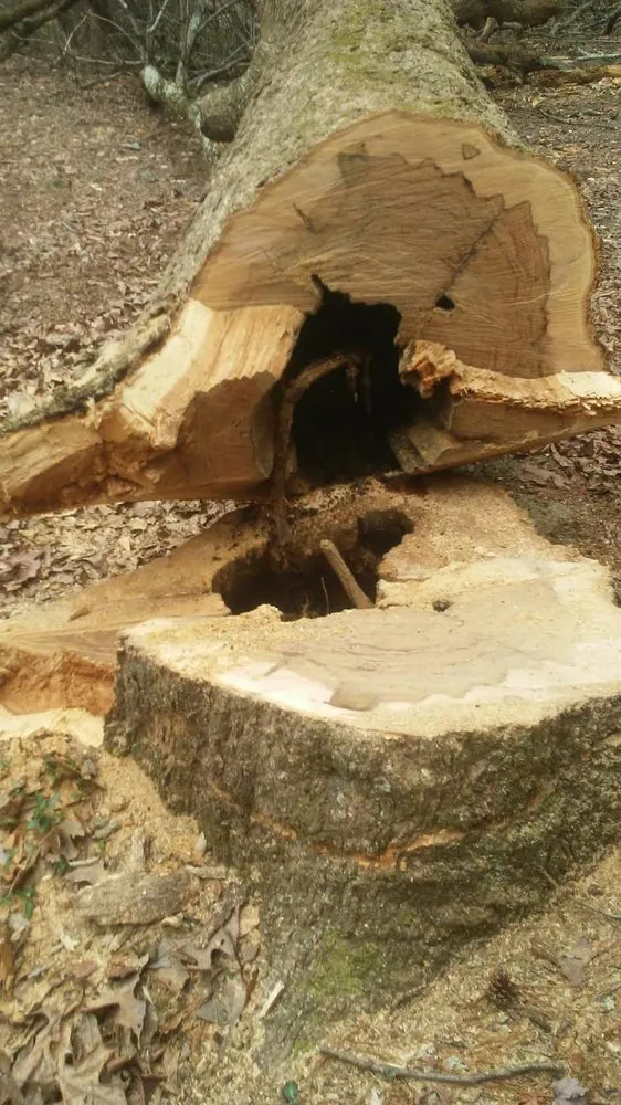 Affordable outdoor landscaping in Hamptonville, NC by A Gonzalez Tree Services