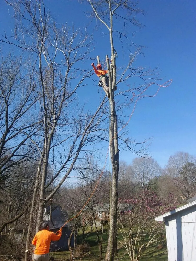 Trusted garden landscaping in Hamptonville, NC - A Gonzalez Tree Services