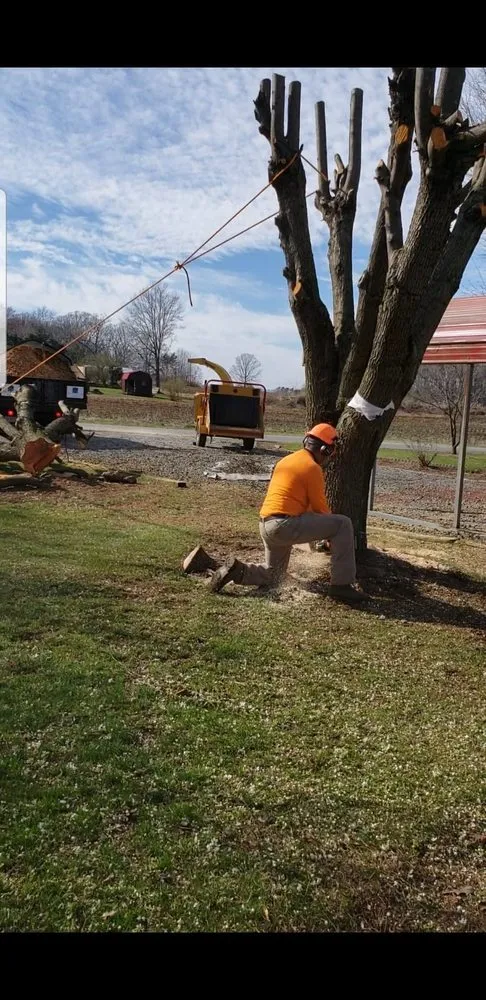 Affordable yard cleanup service in Hamptonville, NC by A Gonzalez Tree Services