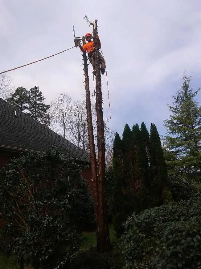 Custom yard cleanup service near you in Hamptonville, NC by A Gonzalez Tree Services
