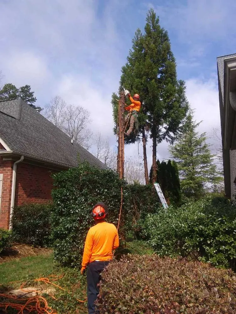 Top-rated landscape design in Hamptonville, NC by A Gonzalez Tree Services