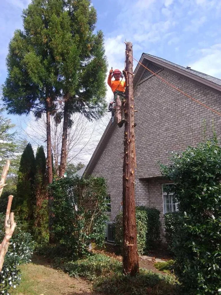 Affordable landscape installation in Hamptonville, NC by A Gonzalez Tree Services
