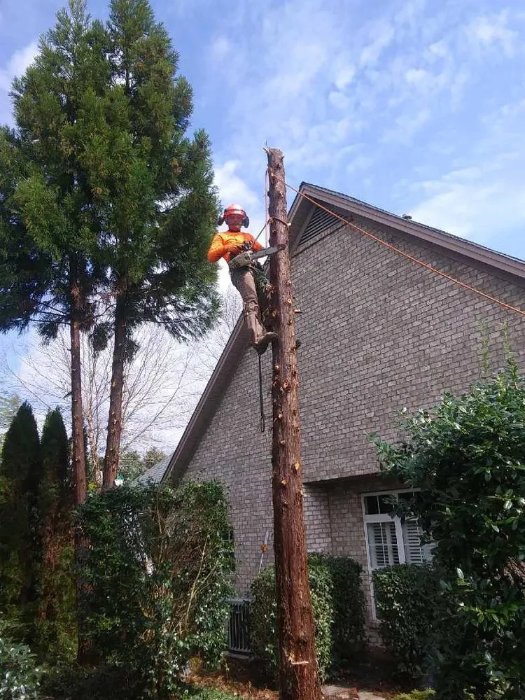 Trusted yard cleanup service experts serving Hamptonville, NC - A Gonzalez Tree Services