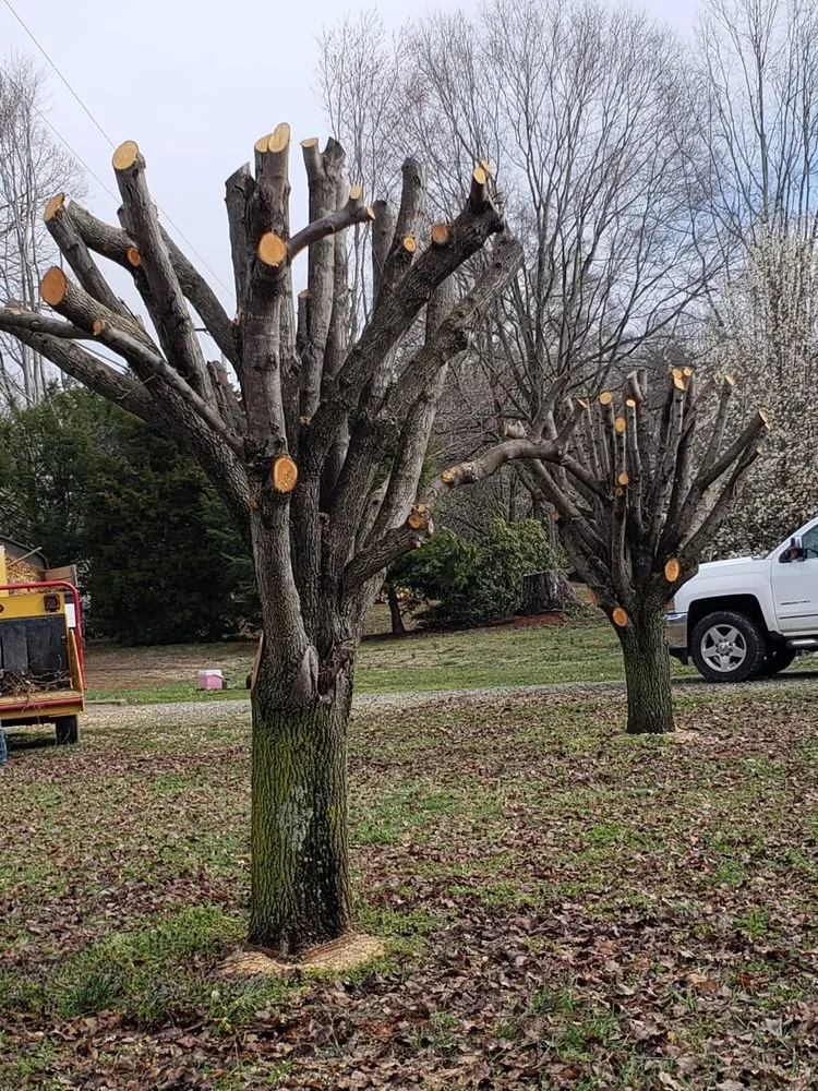Trusted landscaping services near you in Hamptonville, NC by A Gonzalez Tree Services