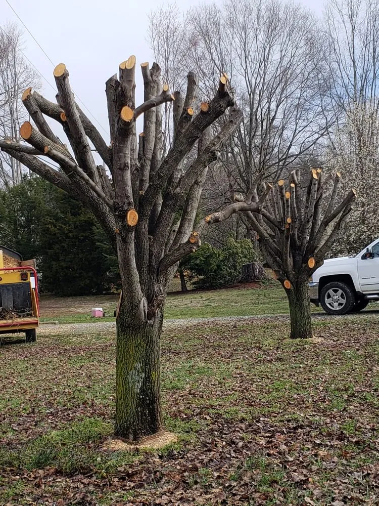 Local lawn care service for year-round maintenance across Hamptonville, NC - A Gonzalez Tree Services