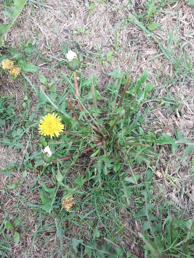 Professional landscaping services in Ostrander, OH - A Gorgeous Lawn