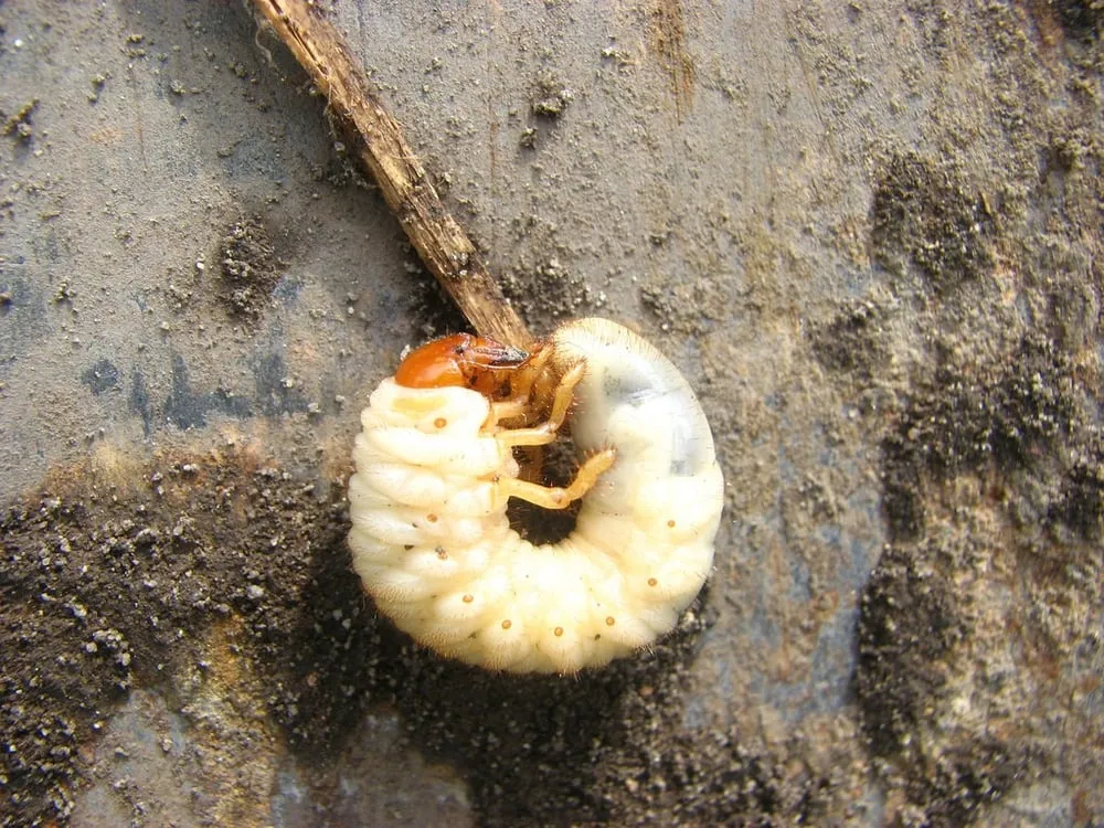 Top-rated landscaping services in Ostrander, OH by A Gorgeous Lawn