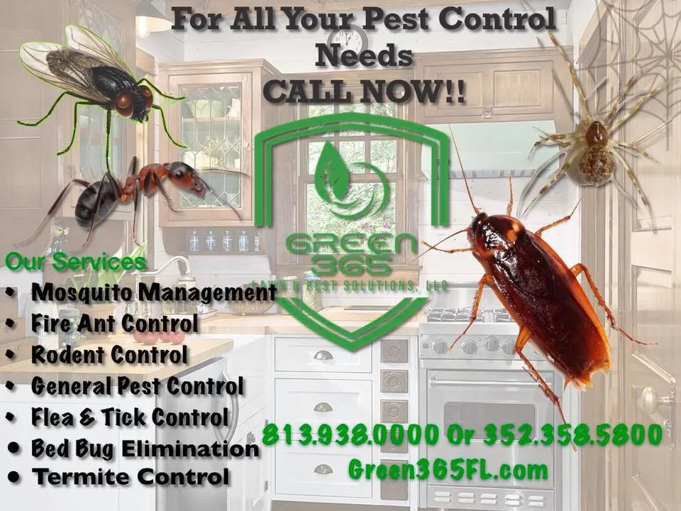 Top-rated outdoor landscaping for outdoor upgrades across Spring Hill, FL - A Green 365 Lawn And Pest Solutions