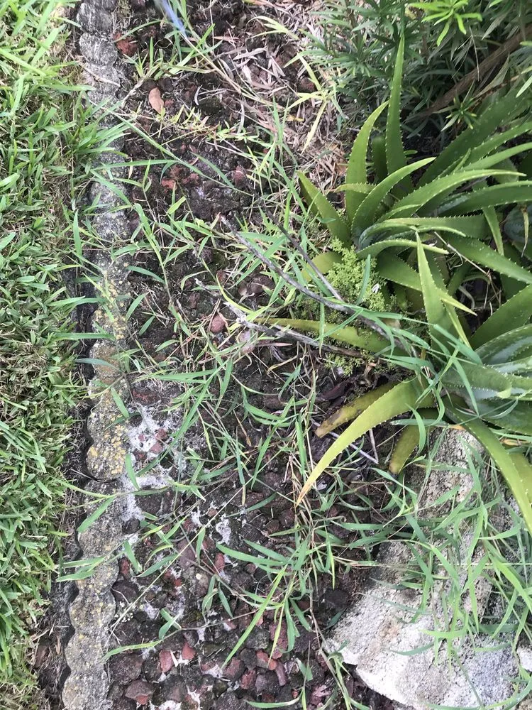 Reliable residential landscaping for residential properties in Spring Hill, FL by A Green 365 Lawn And Pest Solutions