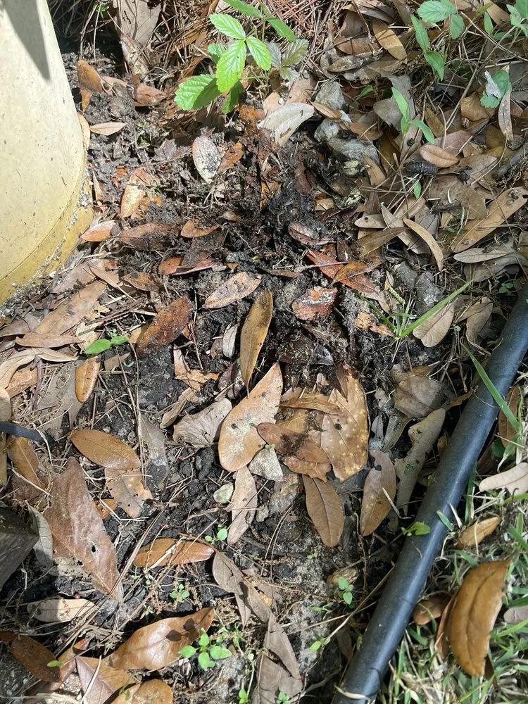 Top-rated lawn mowing service in Tallahassee, FL by A Green Thumb