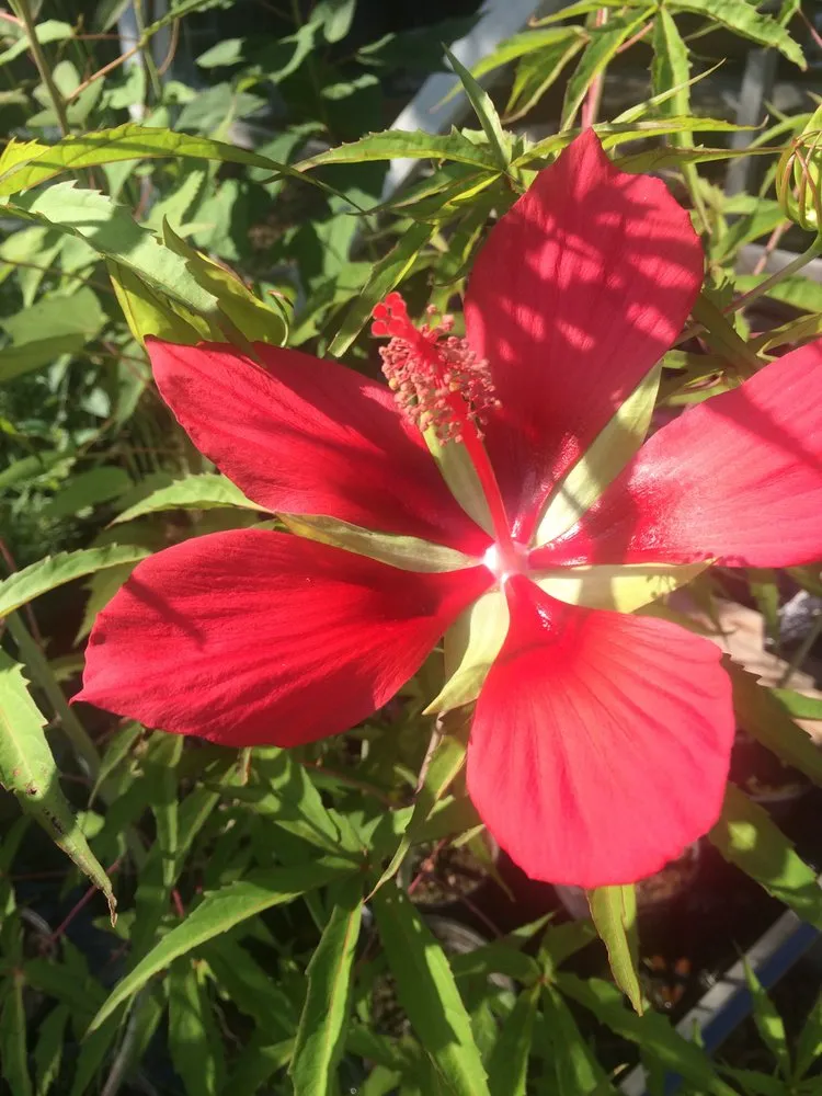 Reliable outdoor landscaping near you across Antioch, TN - A Greener Way