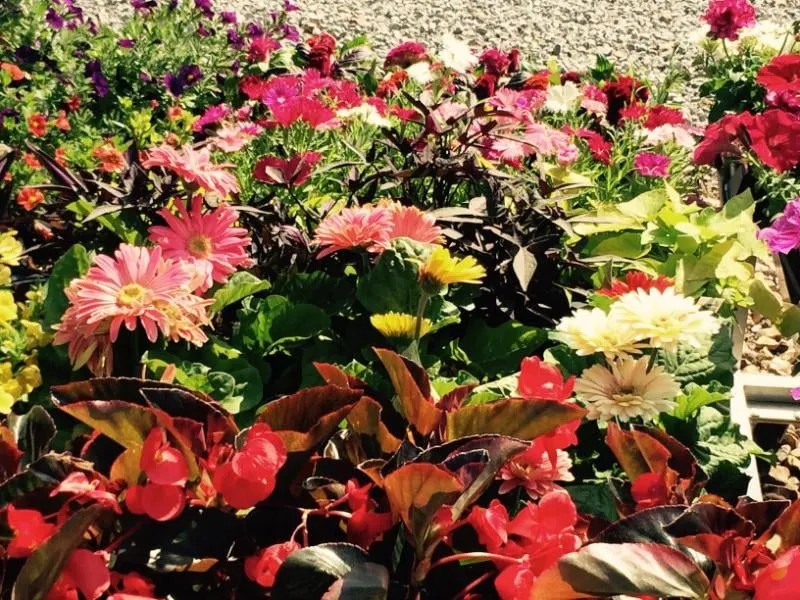 Trusted yard cleanup service for homes across Antioch, TN - A Greener Way