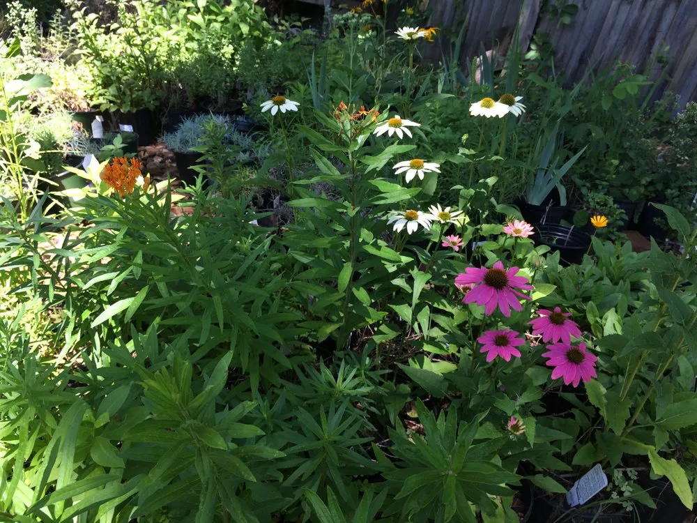 Custom outdoor landscaping in Antioch, TN by A Greener Way