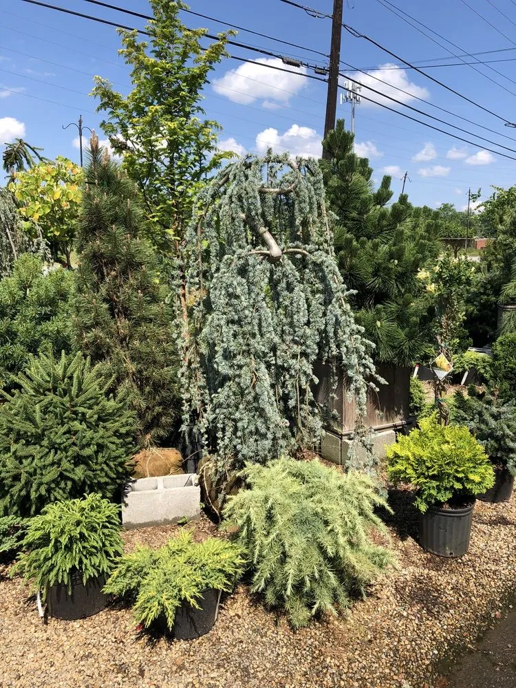 Affordable lawn mowing service with custom design across Hendersonville, NC - A Growing Concern