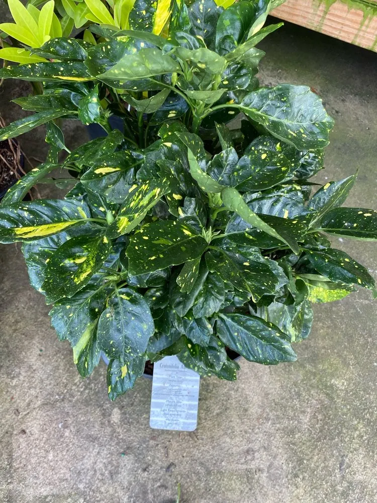 Expert outdoor landscaping in Hendersonville, NC by A Growing Concern