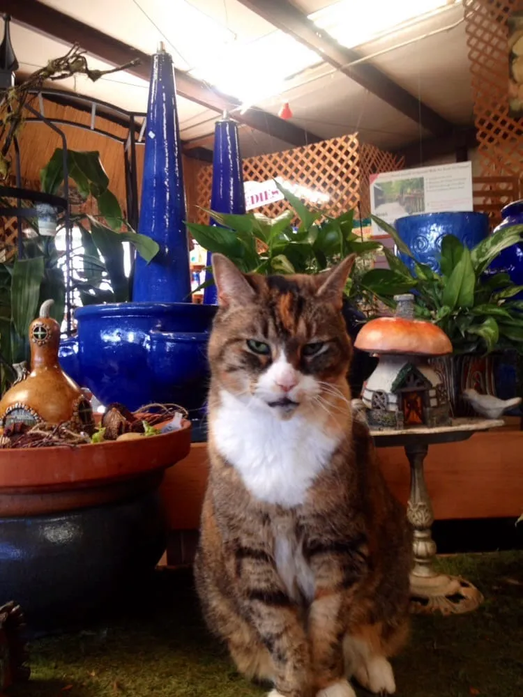 Trusted landscaping services in Hendersonville, NC by A Growing Concern