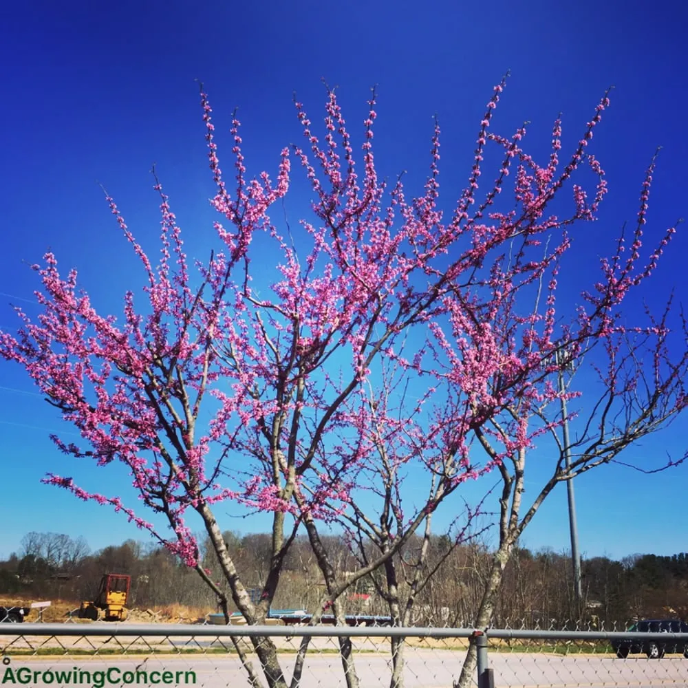 Reliable yard cleanup service for homes in Hendersonville, NC by A Growing Concern