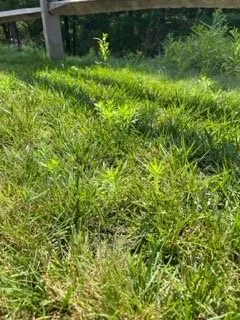 Local landscape design experts serving Pembroke, MA - A J Tomasi Nurserie