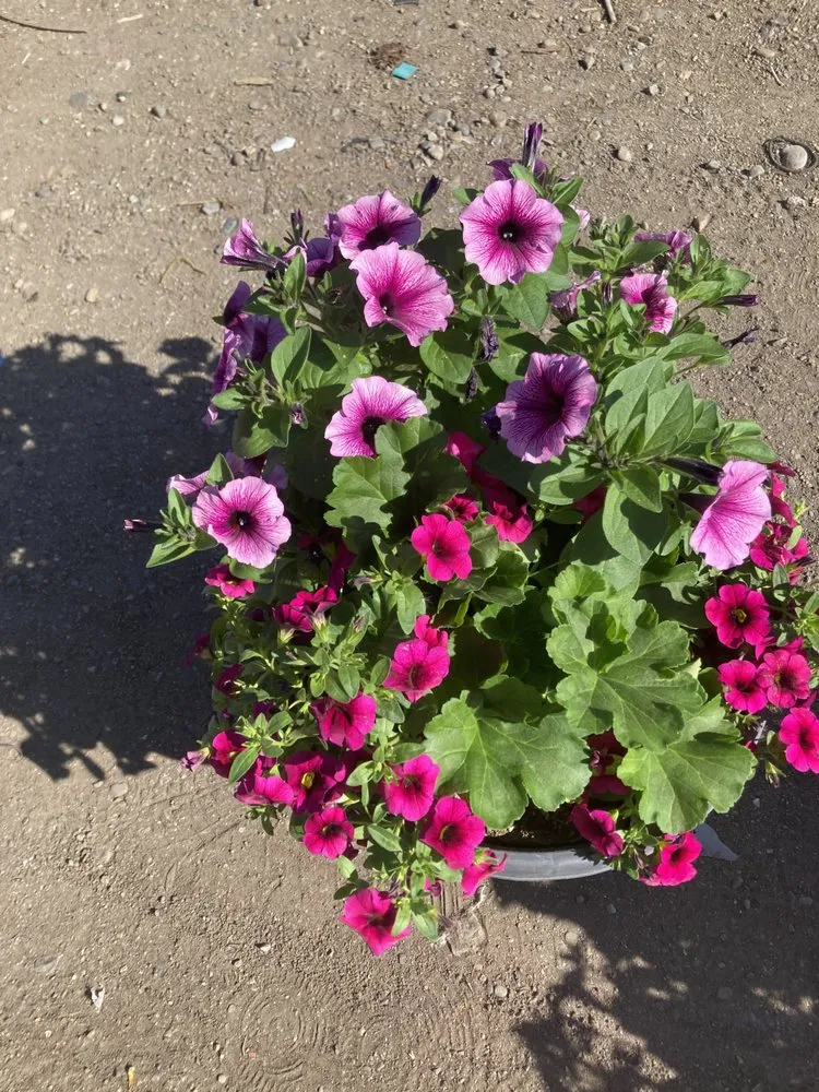 Reliable outdoor landscaping experts serving Spokane, WA - A J Yard Cleaning