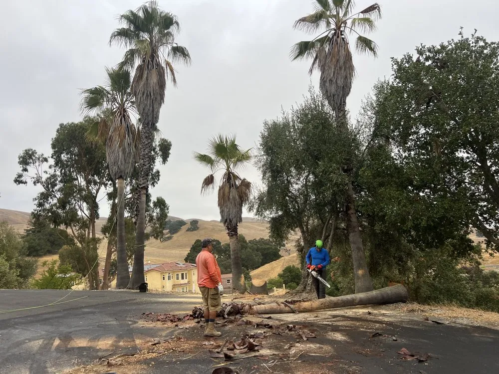 Reliable lawn care service in Martinez, CA - A-K Landscaping & Concrete